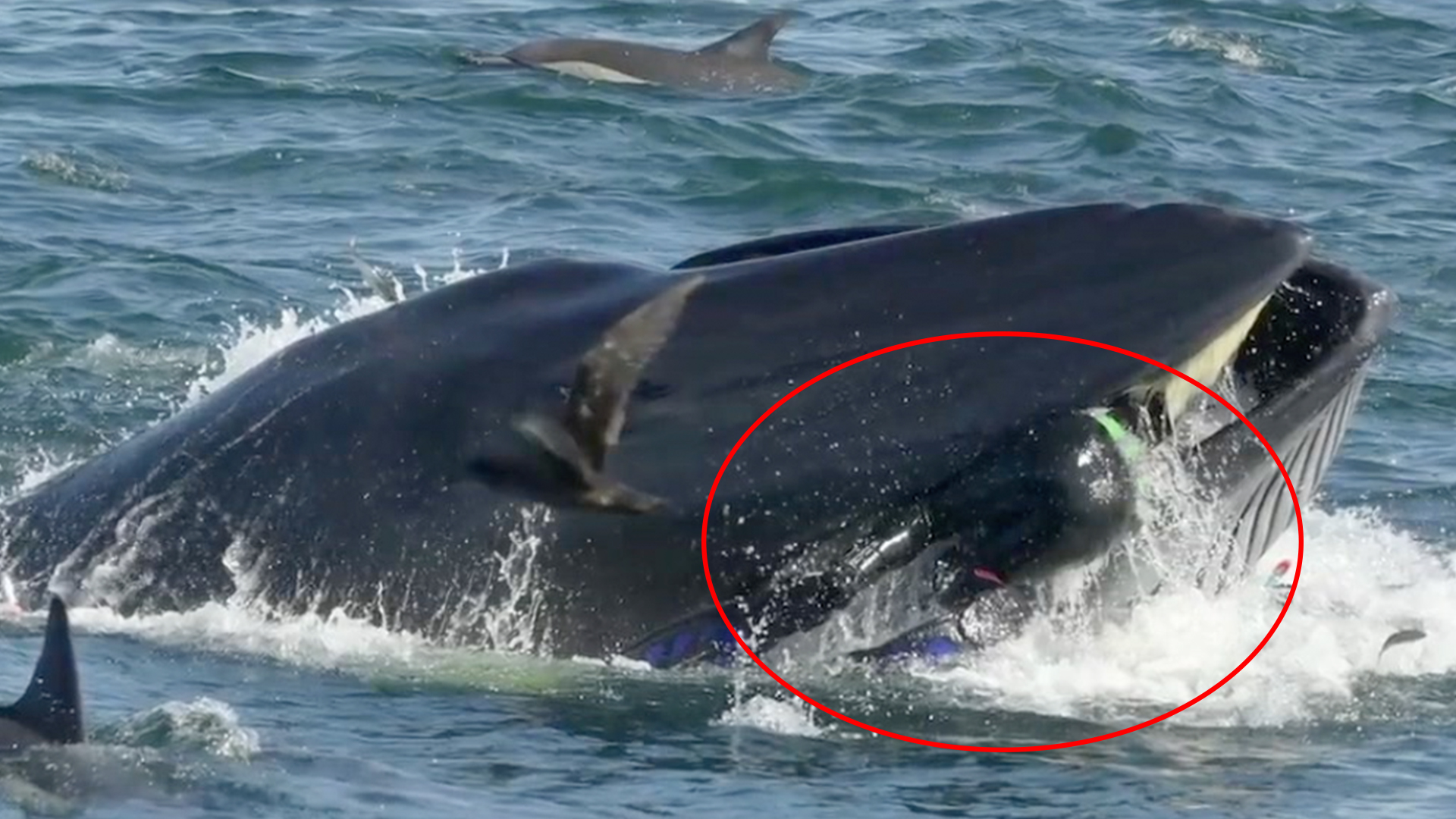 Photographer Captures Scary Moment Colleague Grabbed By Whale RTM   Whale 0 