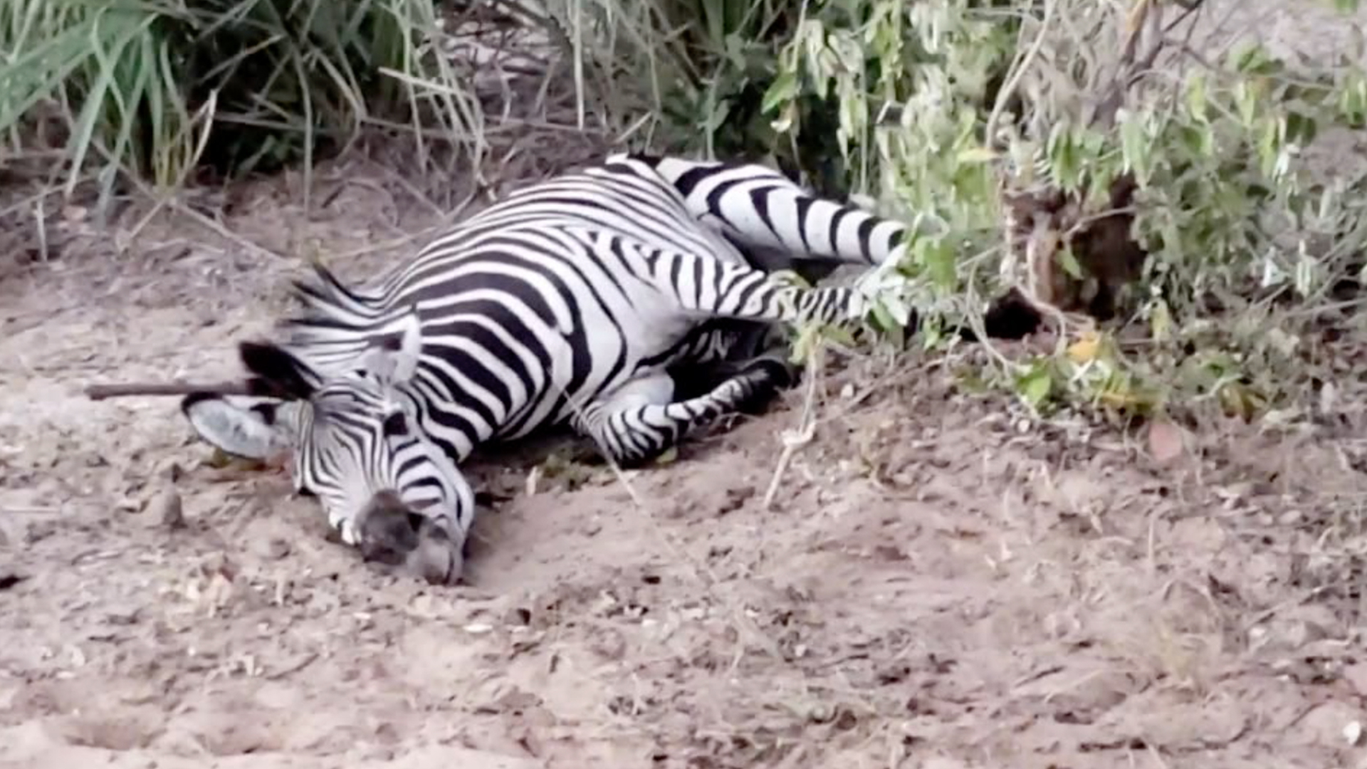 Zebra Rescued From Dangerous Wire Snare | RTM - RightThisMinute